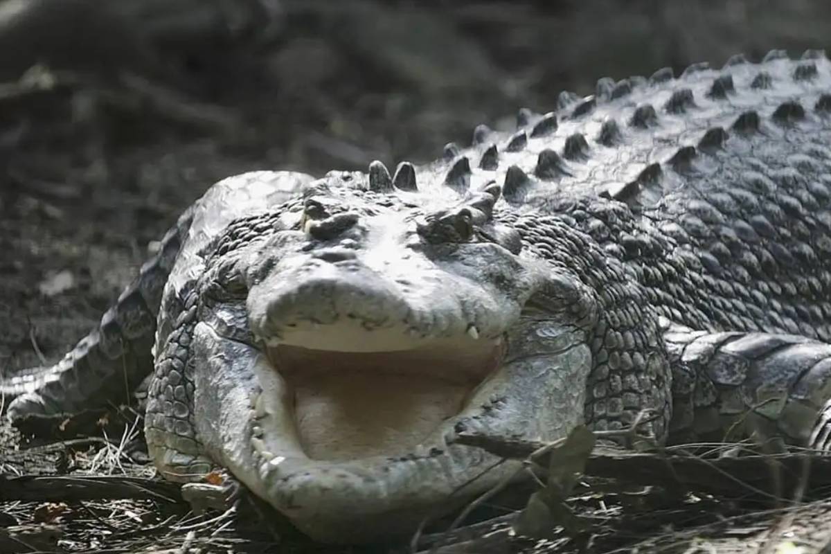 crocodile